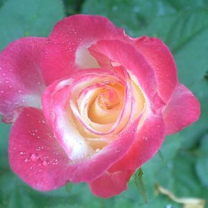 Meet your Posher, Joyce